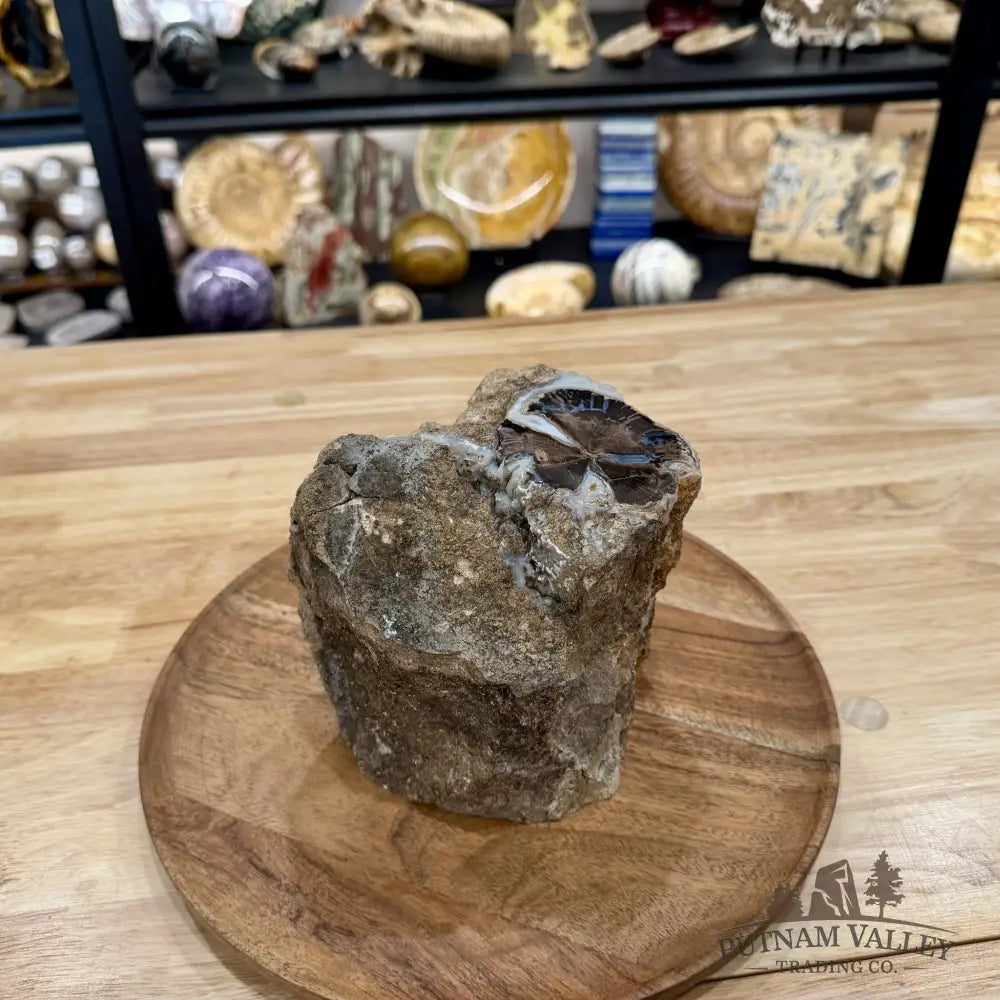 Reserve Collector-Grade Blue Forest Wyoming Petrified Wood Stump | Edenoxylon - Accent