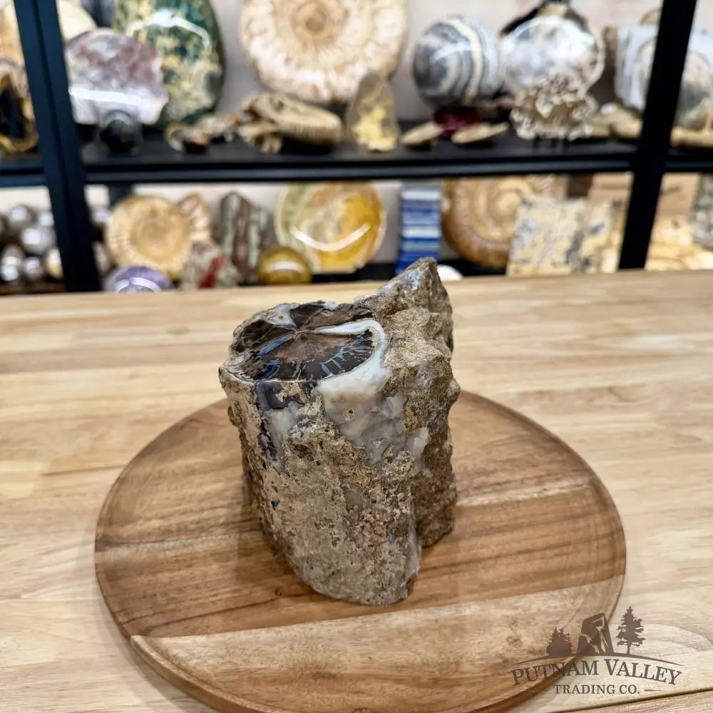 Reserve Collector-Grade Blue Forest Wyoming Petrified Wood Stump | Edenoxylon - Accent