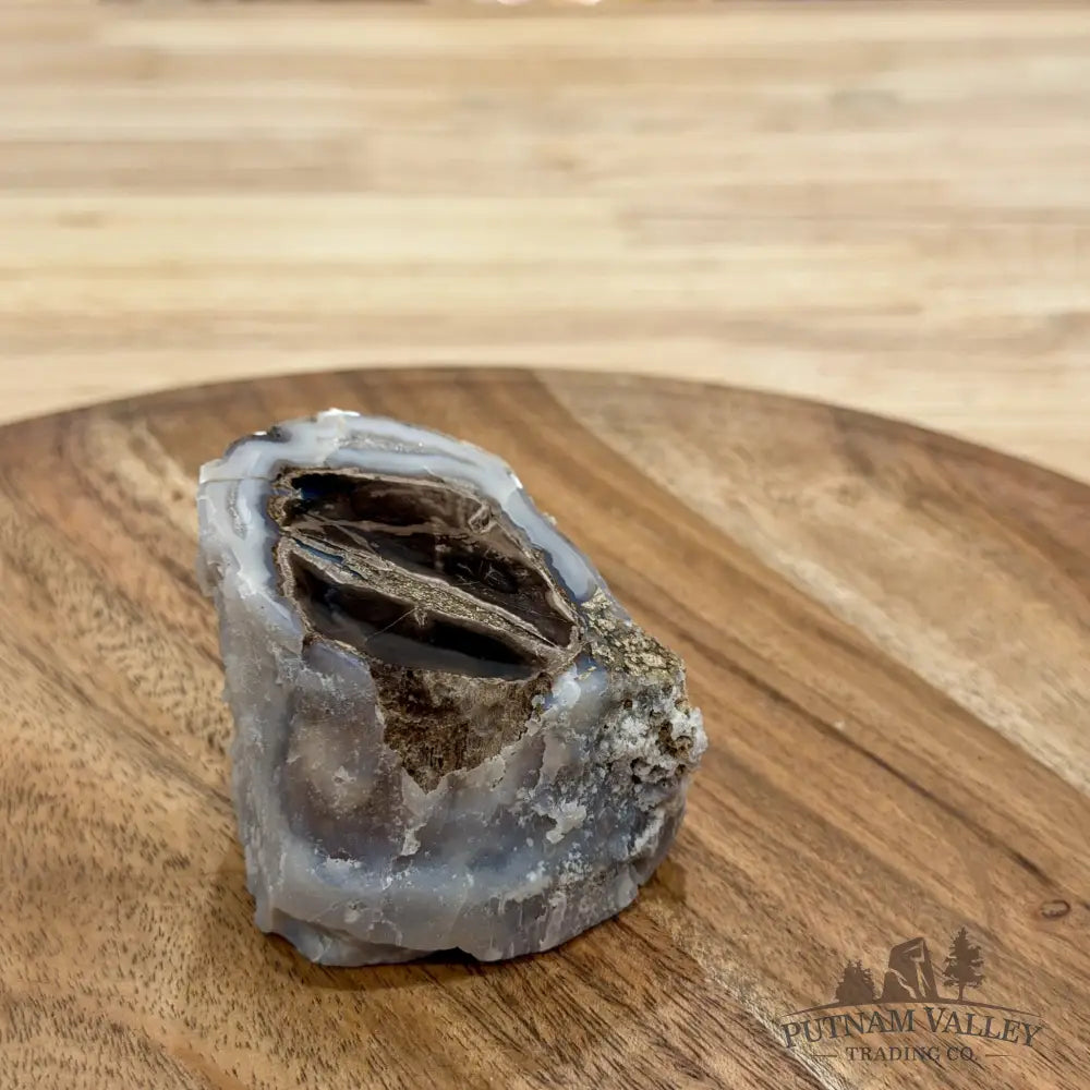 Reserve Collector-Grade Blue Forest Wyoming Petrified Wood Stump | Edenoxylon - Accent