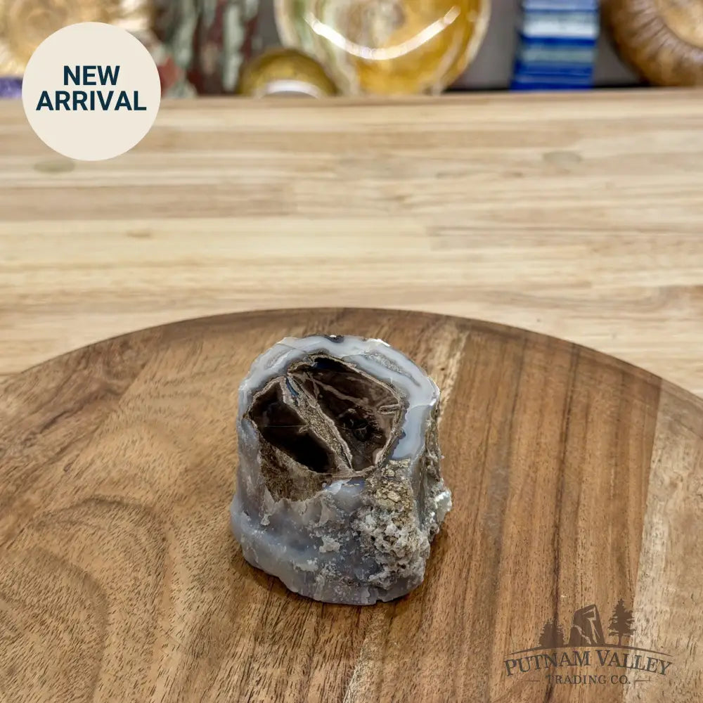 Reserve Collector-Grade Blue Forest Wyoming Petrified Wood Stump | Edenoxylon - Accent