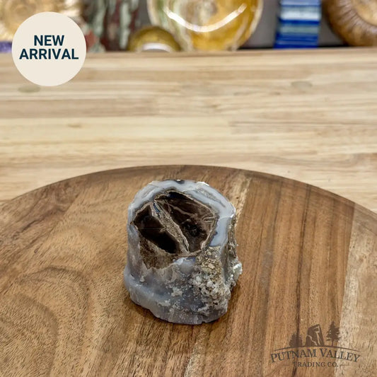 Reserve Collector-Grade Blue Forest Wyoming Petrified Wood Stump | Edenoxylon - Accent