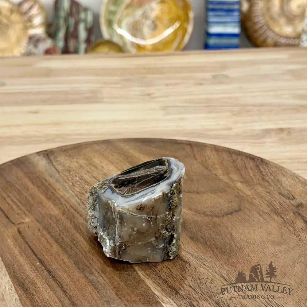 Reserve Collector-Grade Blue Forest Wyoming Petrified Wood Stump | Edenoxylon - Accent