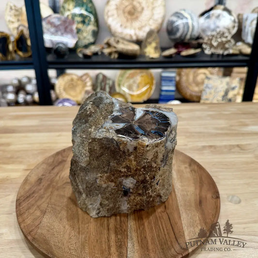 Reserve Collector-Grade Blue Forest Wyoming Petrified Wood Stump | Edenoxylon - Accent