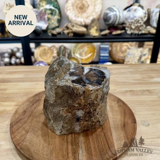 Reserve Collector-Grade Blue Forest Wyoming Petrified Wood Stump | Edenoxylon - Accent