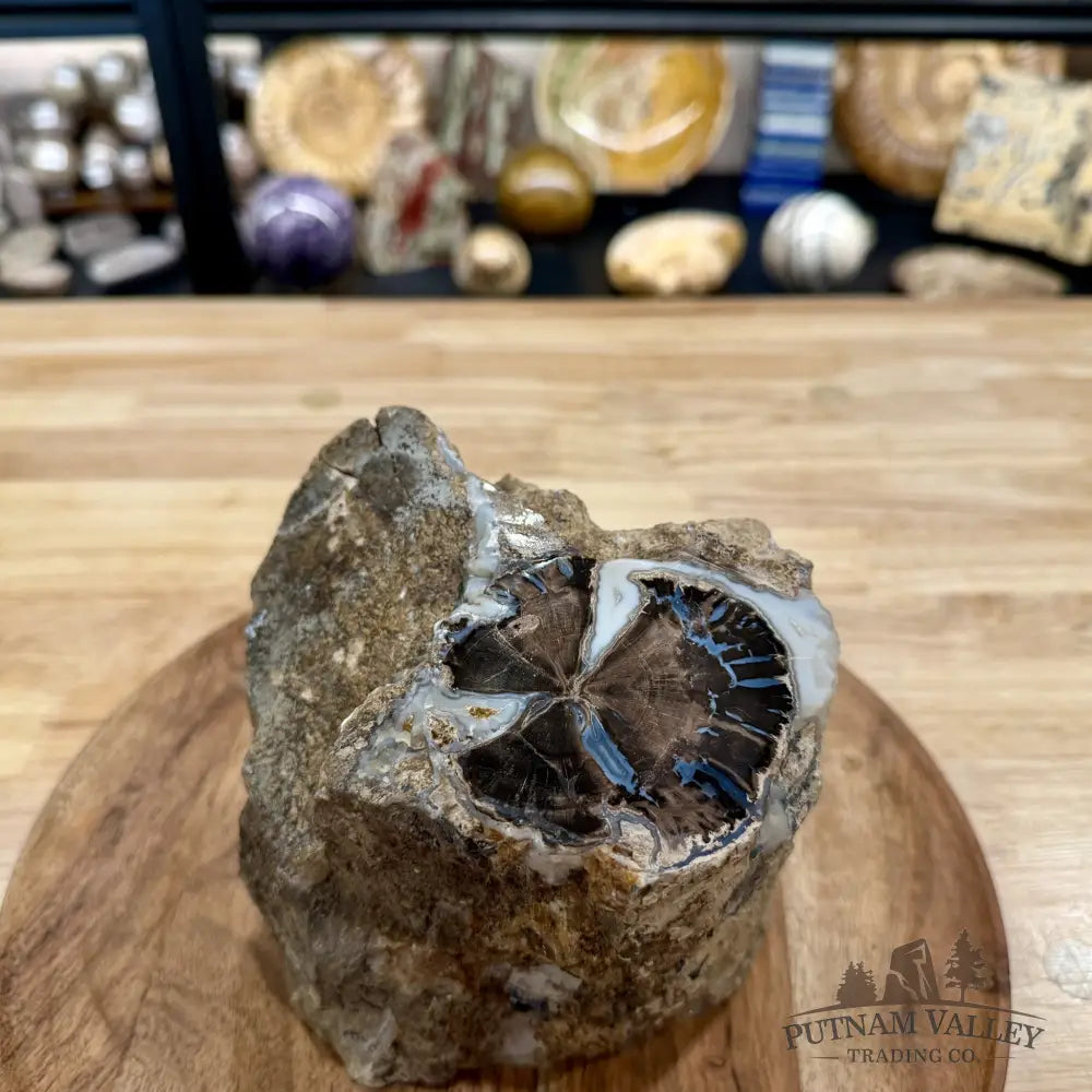 Reserve Collector-Grade Blue Forest Wyoming Petrified Wood Stump | Edenoxylon - Accent