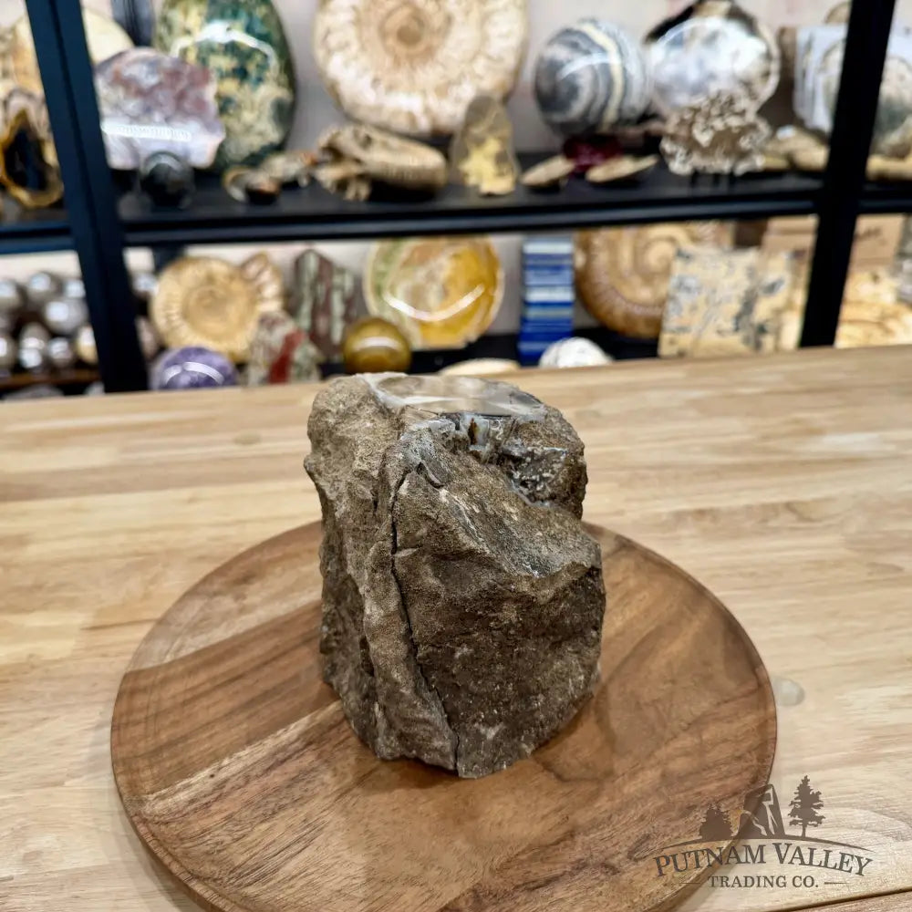 Reserve Collector-Grade Blue Forest Wyoming Petrified Wood Stump | Edenoxylon - Accent