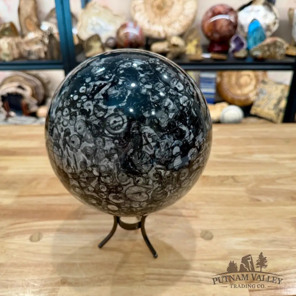 Reserve Conch Fossil Sphere 7.42’’ - Sphere