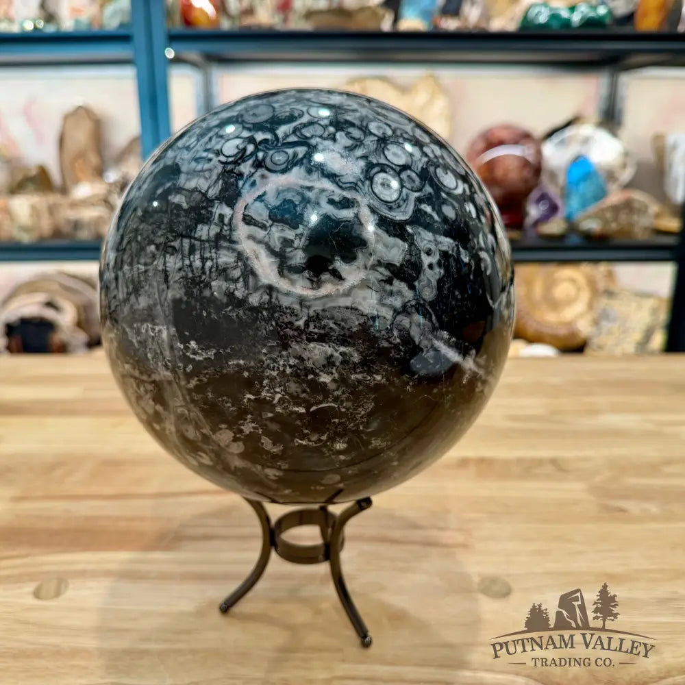 Reserve Conch Fossil Sphere 7.42’’ - Sphere