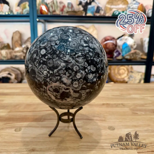 Reserve Conch Fossil Sphere 7.42’’ - Sphere