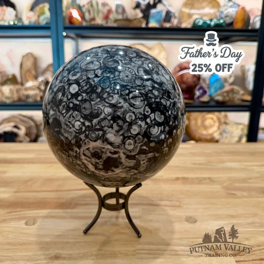 Reserve Conch Fossil Sphere 7.42’’ - Sphere