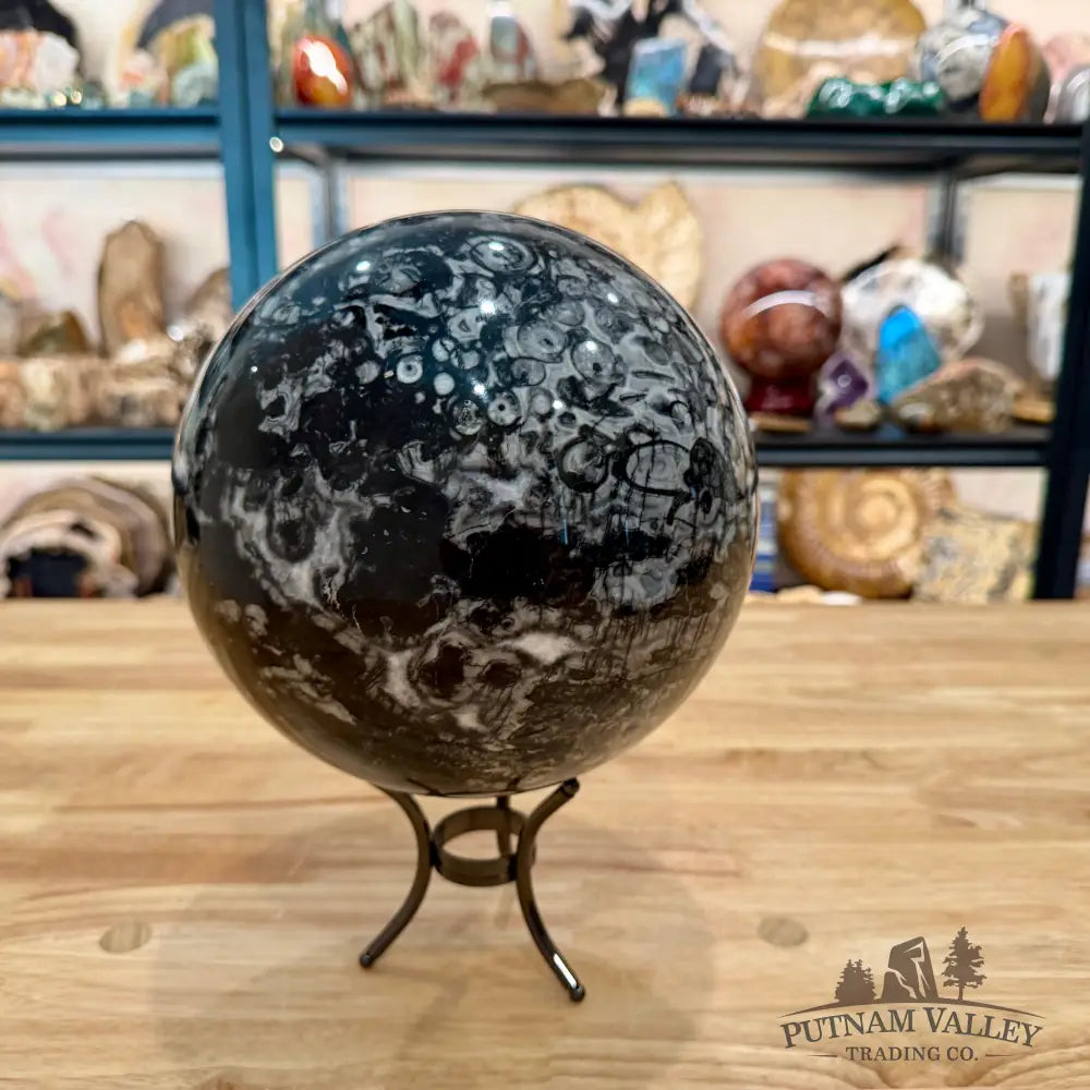 Reserve Conch Fossil Sphere 7.42’’ - Sphere