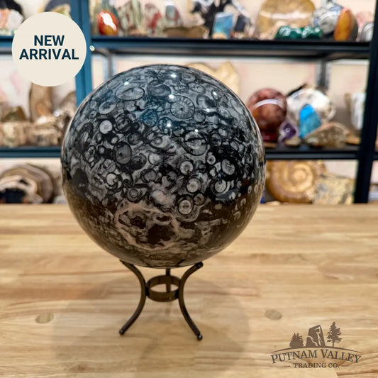 Reserve Conch Fossil Sphere 7.42’’ - Sphere