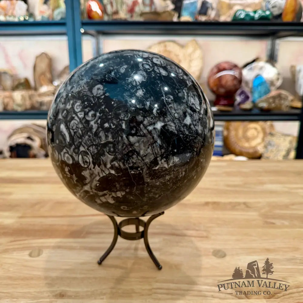 Reserve Conch Fossil Sphere 7.42’’ - Sphere