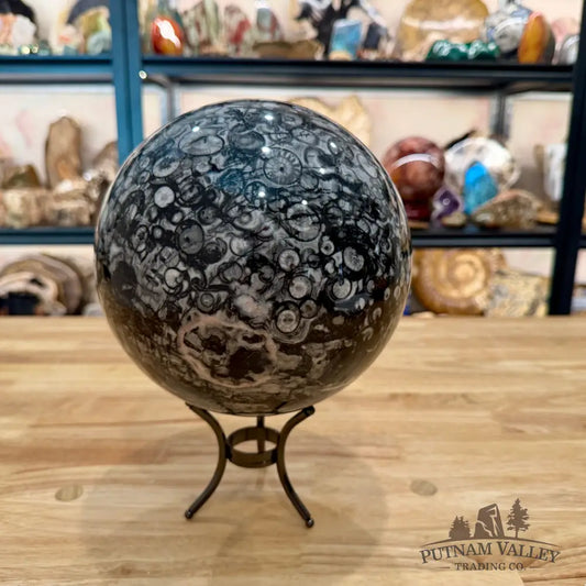 Reserve Conch Fossil Sphere 7.42’’ - Sphere