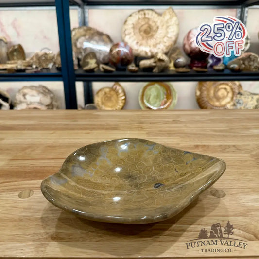 Reserve Coral Fossil Bowl - Fossil Bowl