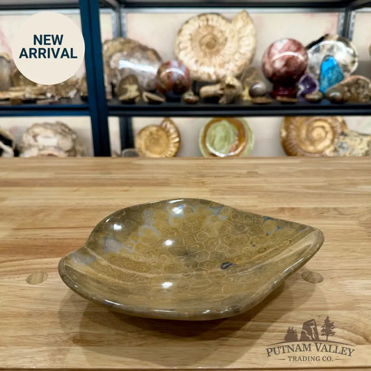 Reserve Coral Fossil Bowl - Fossil Bowl