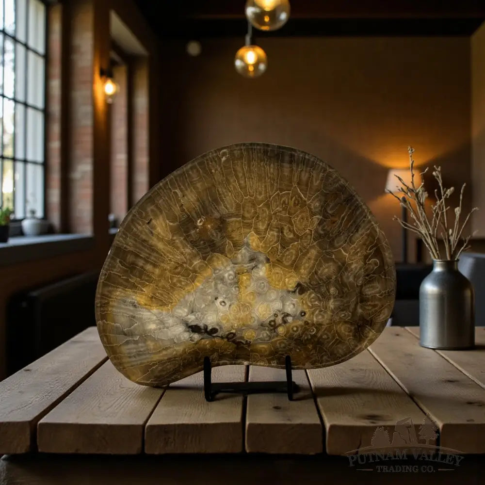 Coral Fossil Bowl Fossil Bowl