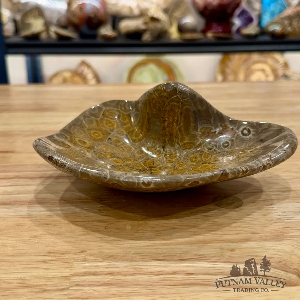 Reserve Coral Fossil Bowl - Fossil Bowl