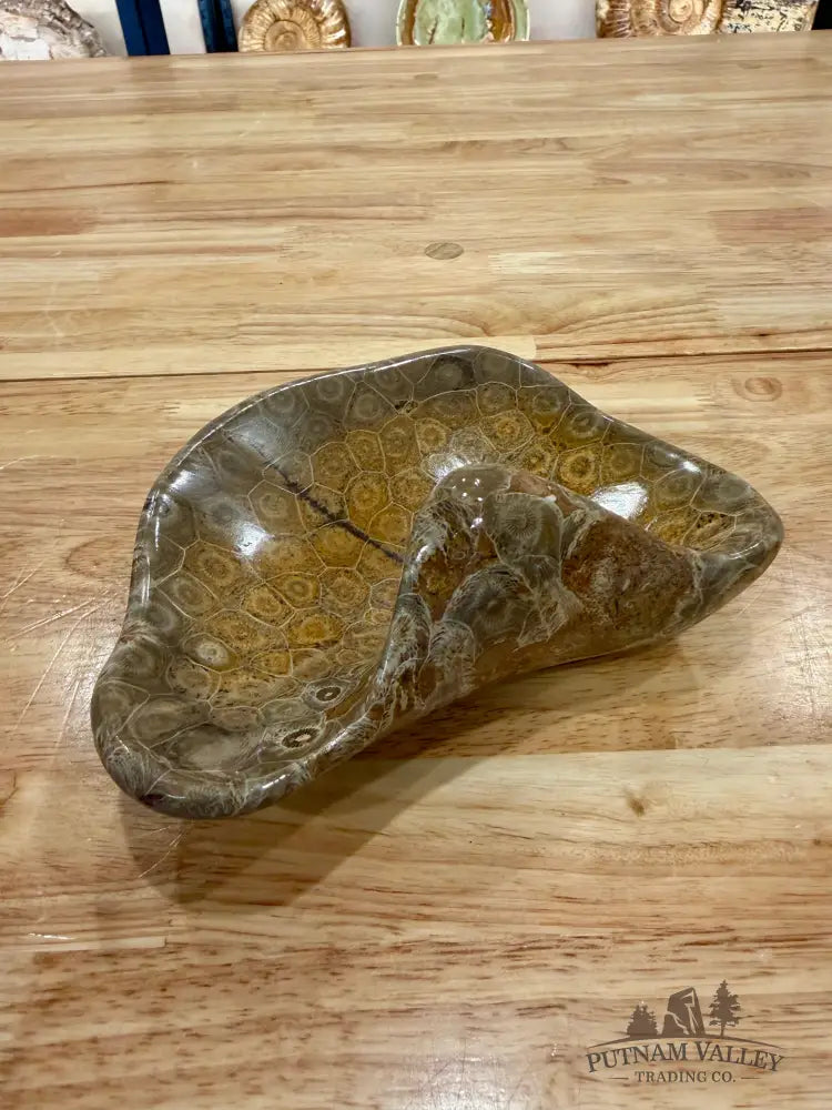 Reserve Coral Fossil Bowl - Fossil Bowl