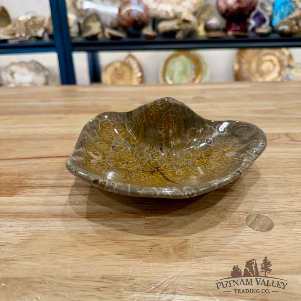 Reserve Coral Fossil Bowl - Fossil Bowl