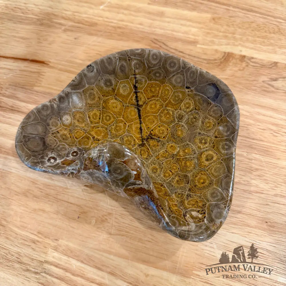 Reserve Coral Fossil Bowl - Fossil Bowl