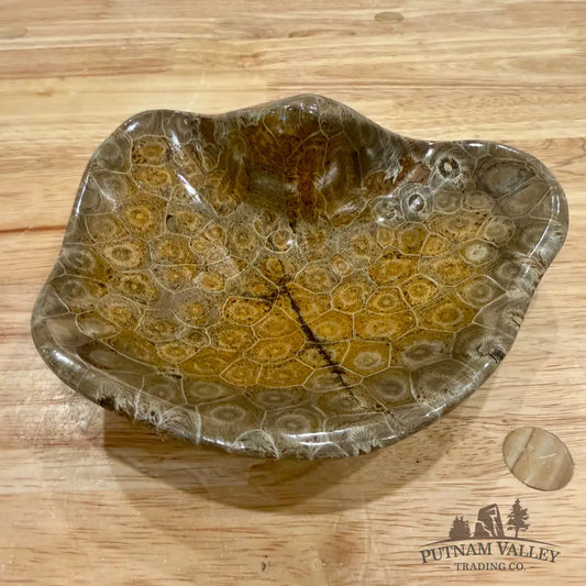 Reserve Coral Fossil Bowl - Fossil Bowl