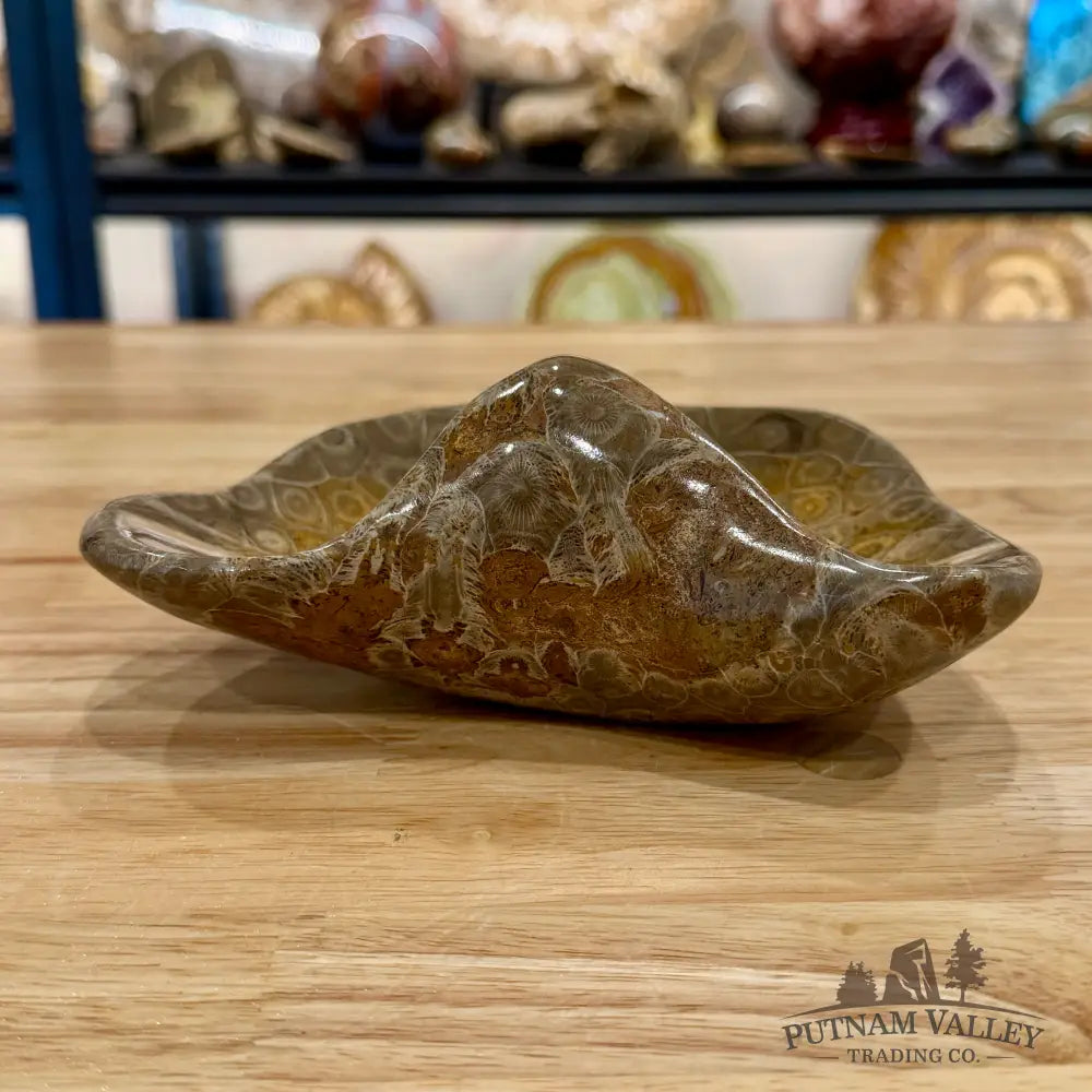 Reserve Coral Fossil Bowl - Fossil Bowl