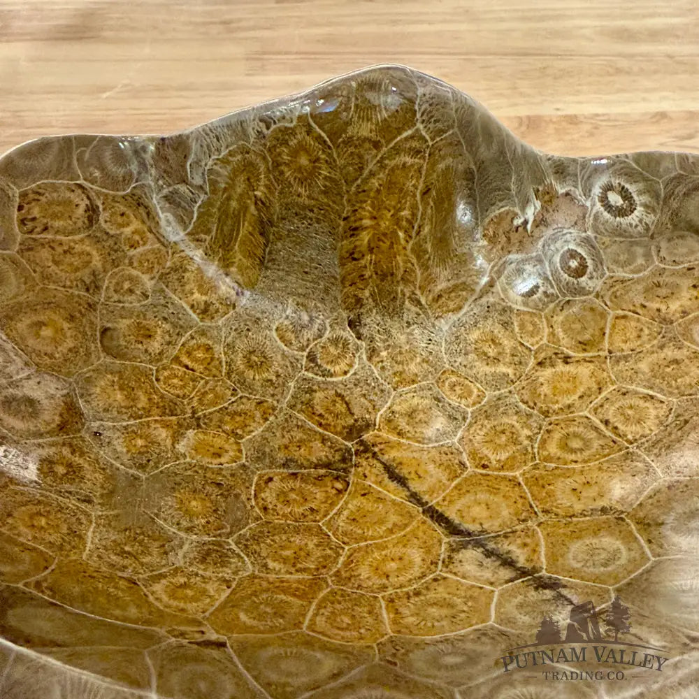 Reserve Coral Fossil Bowl - Fossil Bowl