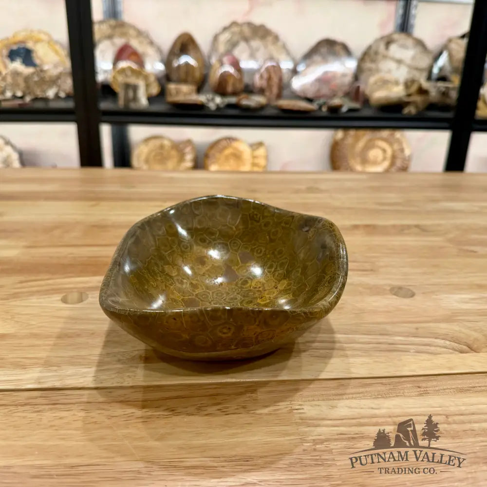 Reserve Coral Fossil Bowl Fossil Bowl