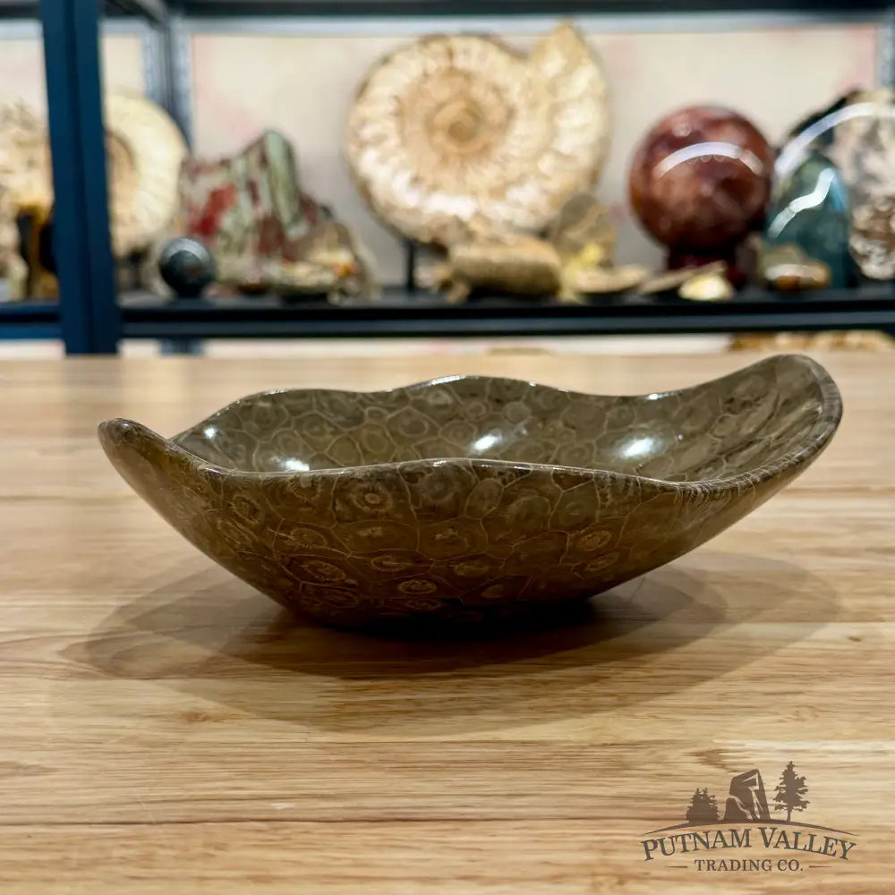 Reserve Coral Fossil Bowl 8.2’’ - Fossil Bowl