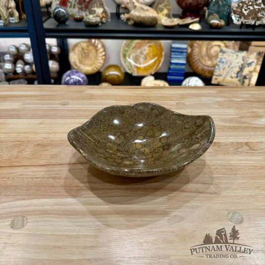 Reserve Coral Fossil Bowl 8.2’’ - Fossil Bowl