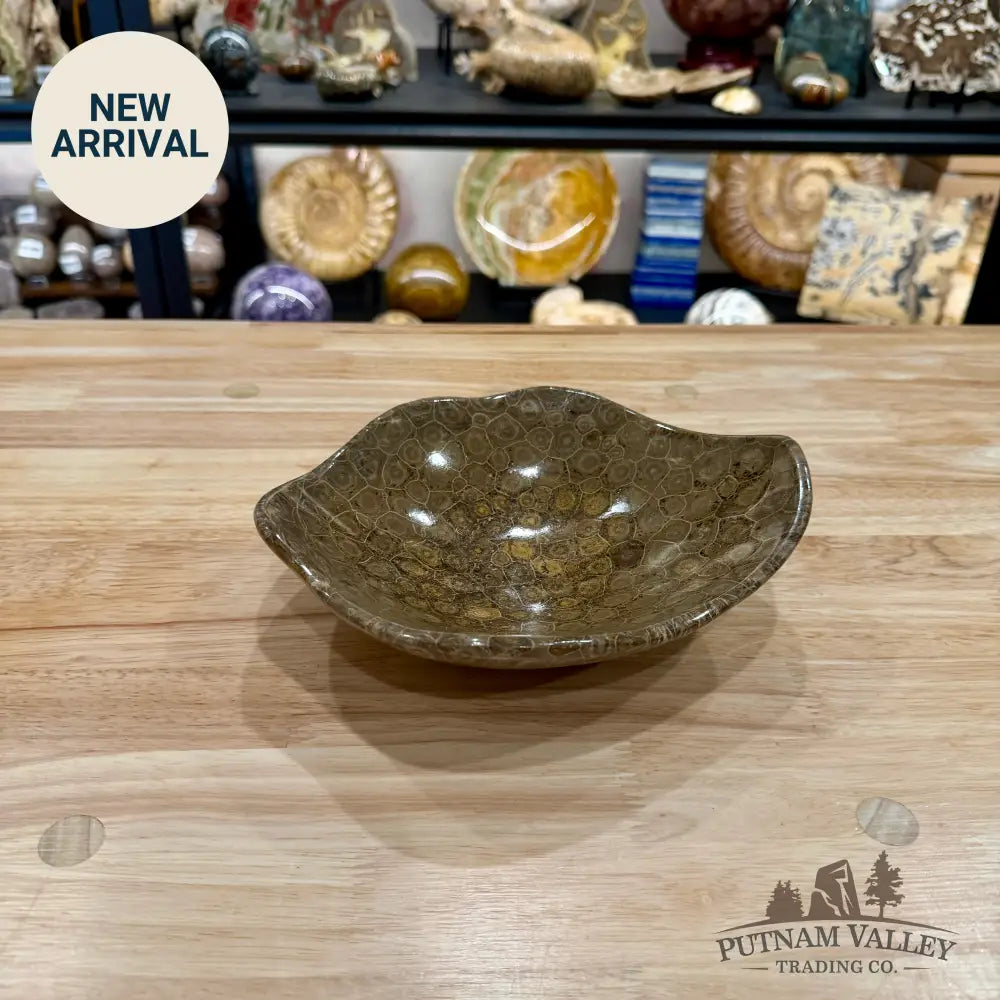 Reserve Coral Fossil Bowl 8.2’’ - Fossil Bowl