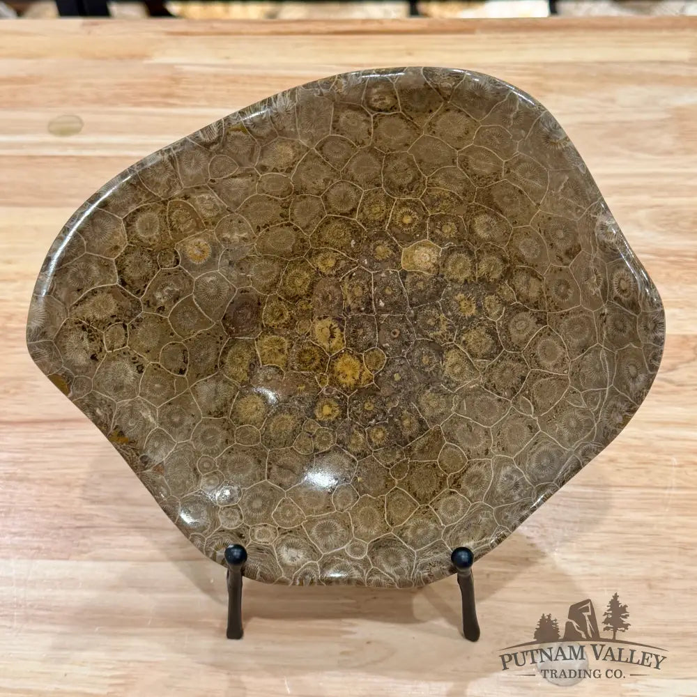 Reserve Coral Fossil Bowl 8.2’’ - Fossil Bowl