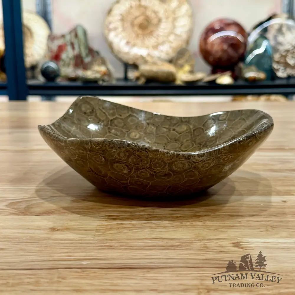 Reserve Coral Fossil Bowl 8.2’’ - Fossil Bowl