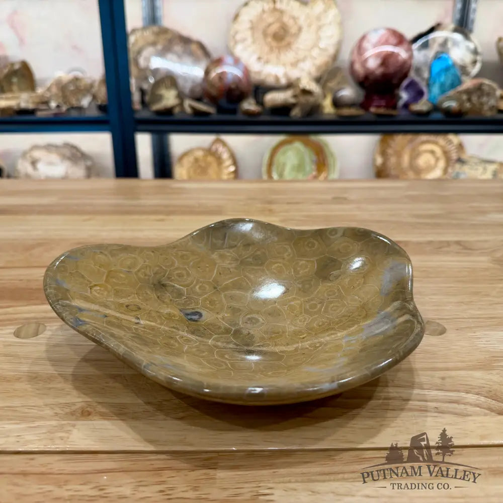 Reserve Coral Fossil Bowl - Fossil Bowl