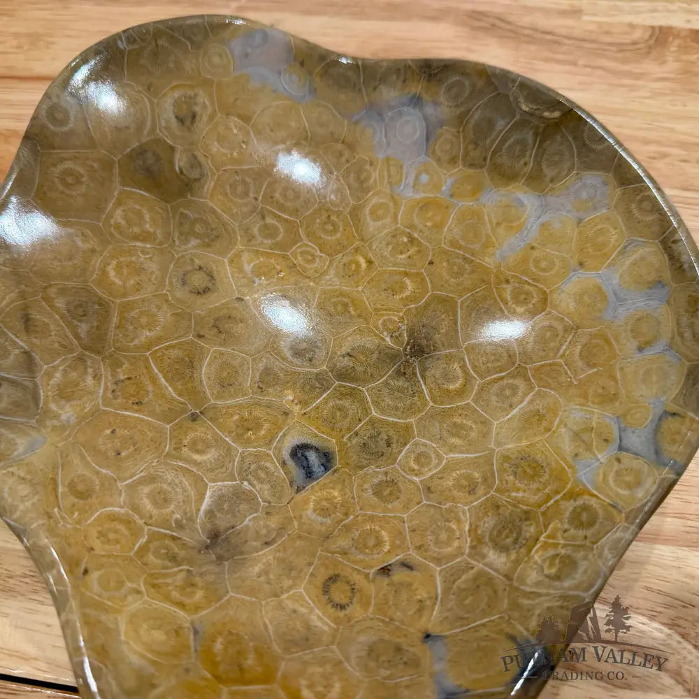 Reserve Coral Fossil Bowl - Fossil Bowl