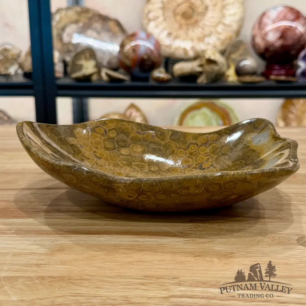 Reserve Coral Fossil Bowl - Fossil Bowl
