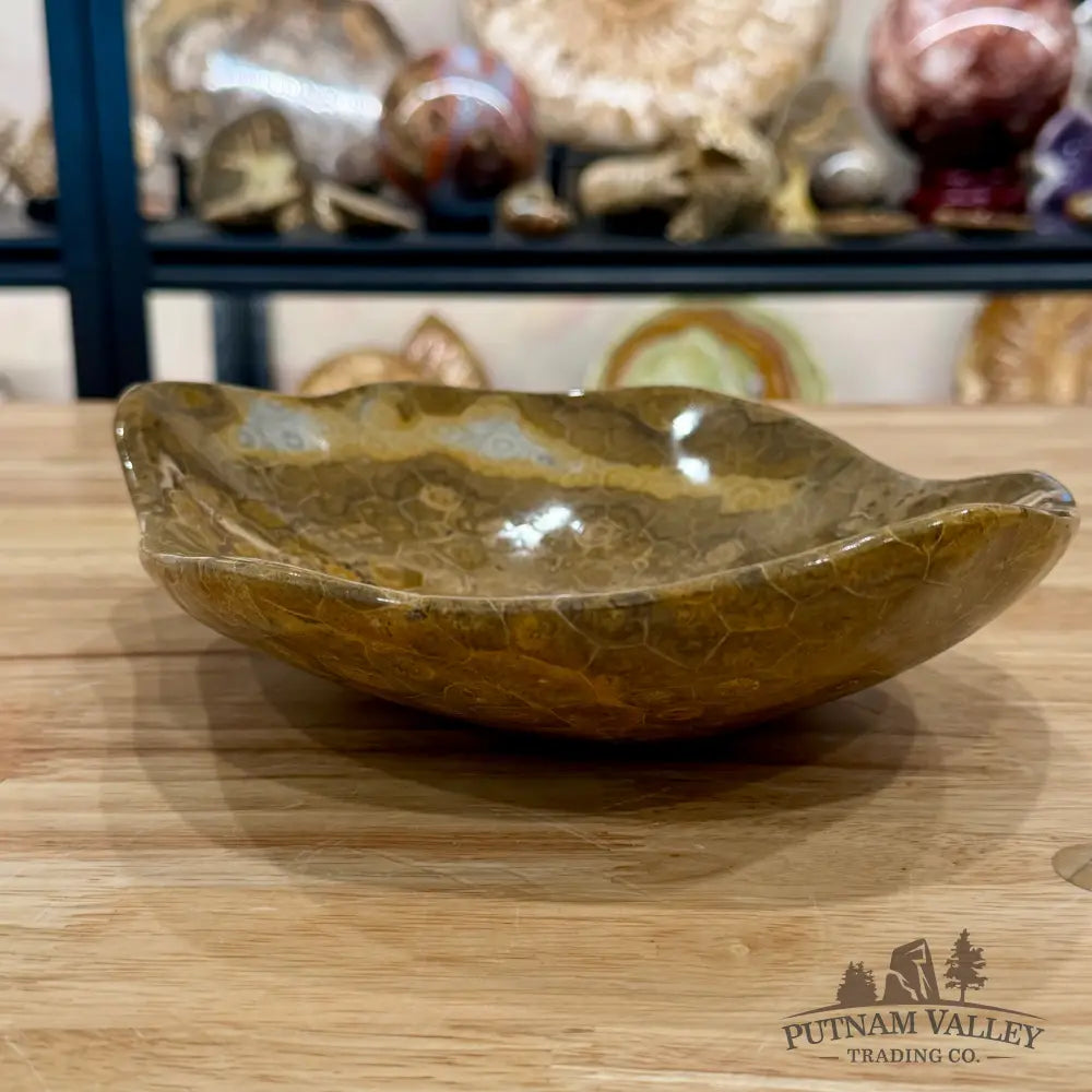 Reserve Coral Fossil Bowl - Fossil Bowl