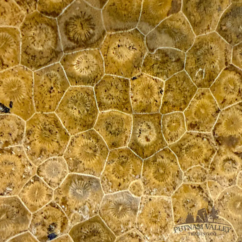 Reserve Coral Fossil Bowl - Fossil Bowl
