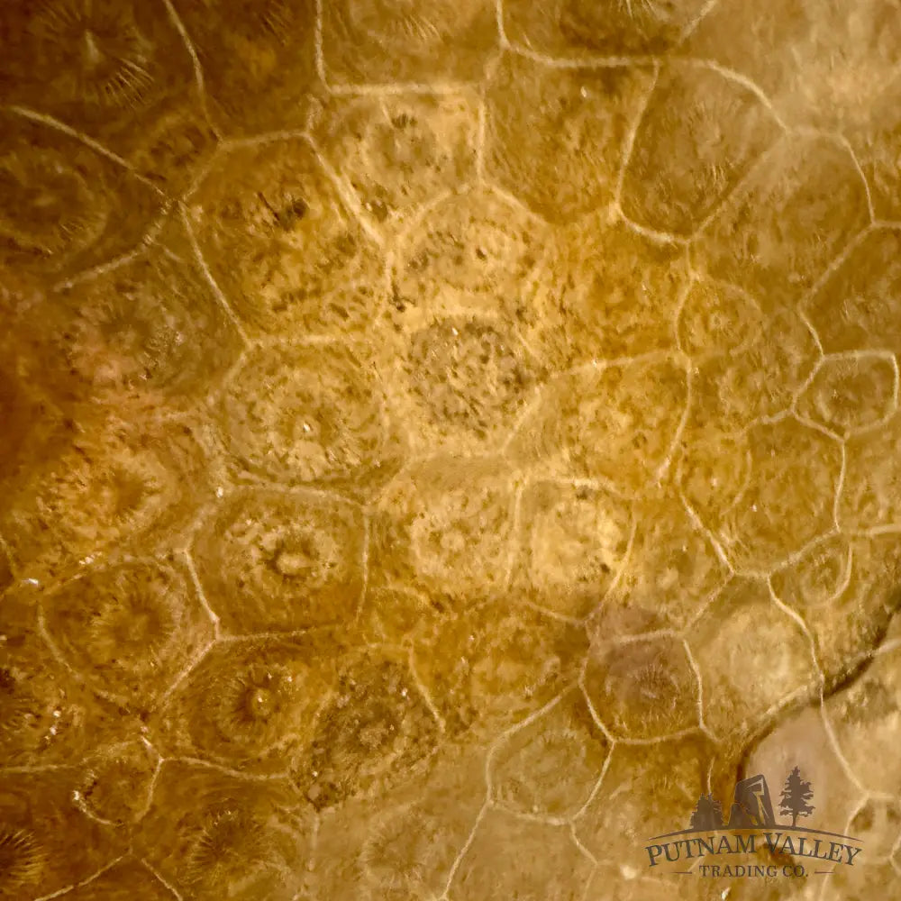 Reserve Coral Fossil Bowl - Fossil Bowl