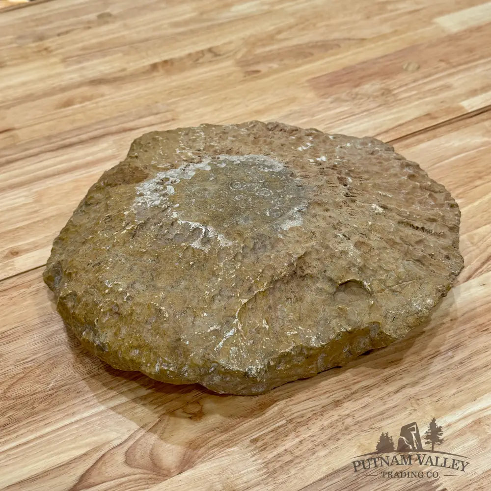 Reserve Coral Fossil Rustic Bowl 12’’ Fossil Bowl