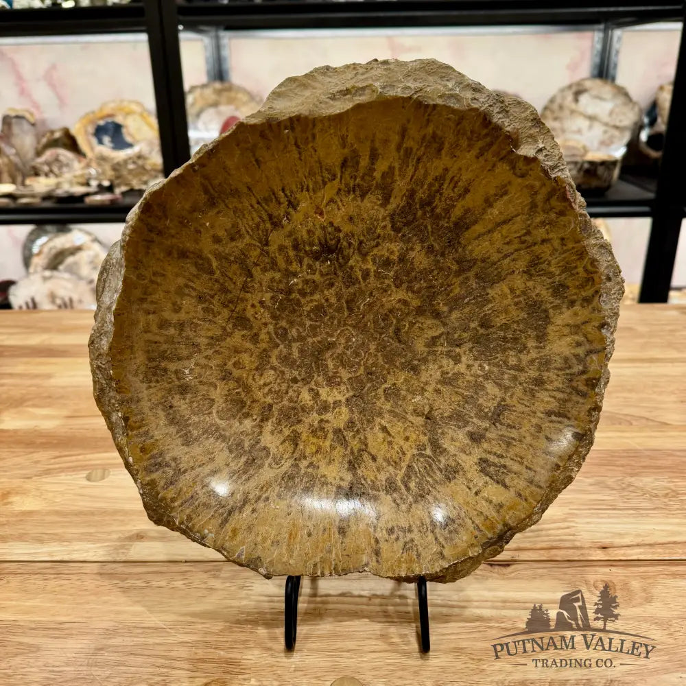 Reserve Coral Fossil Rustic Bowl 12’’ Fossil Bowl