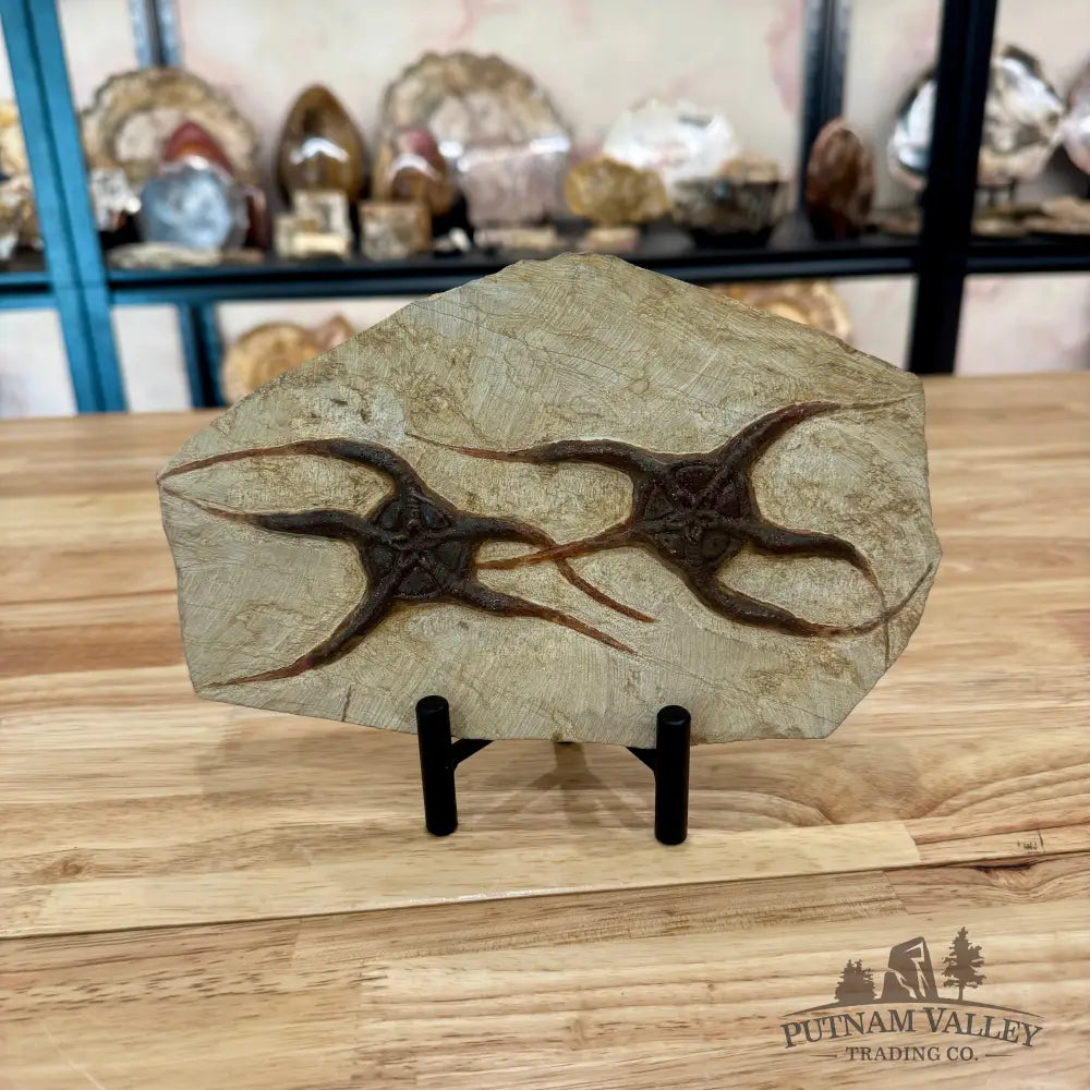 Genuine Double Brittle Star Fossil Fossil