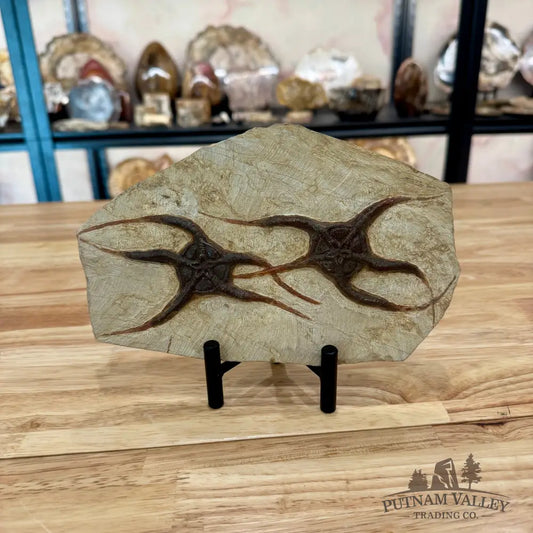 Genuine Double Brittle Star Fossil Fossil