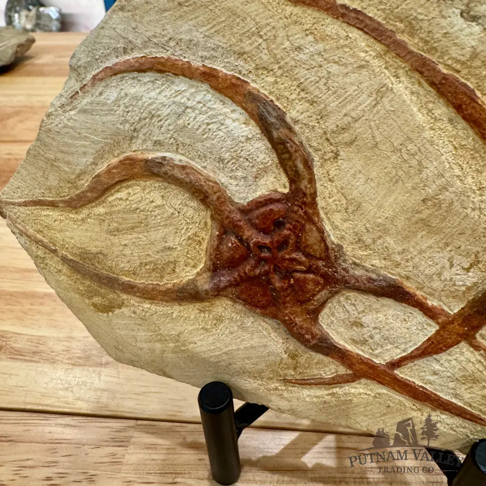 Reserve Double Brittle Star Fossil Fossil