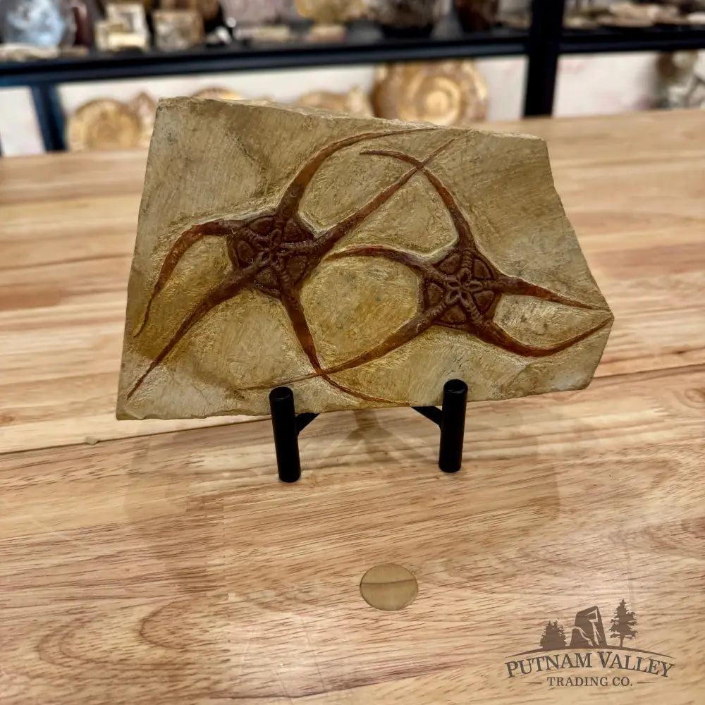 Reserve Double Brittle Star Fossil Fossil
