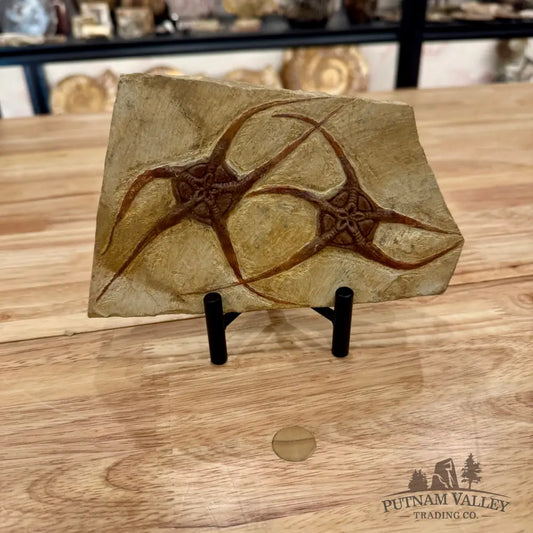 Reserve Double Brittle Star Fossil Fossil