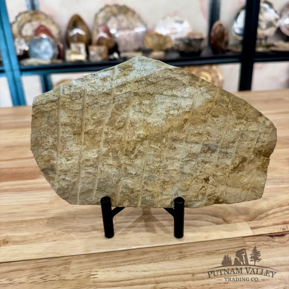 Genuine Double Brittle Star Fossil Fossil