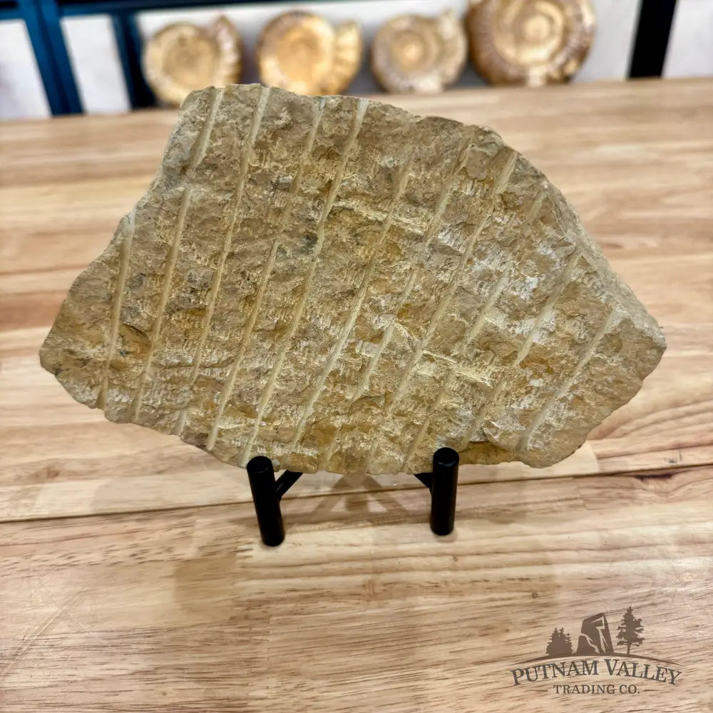 Reserve Double Brittle Star Fossil Fossil