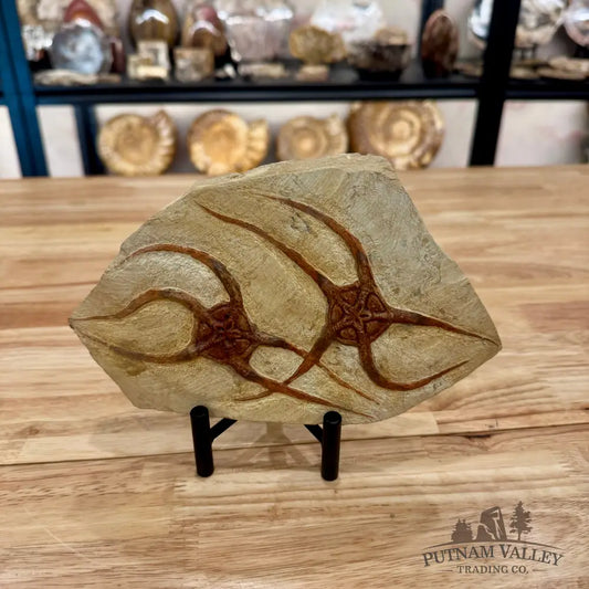 Reserve Double Brittle Star Fossil Fossil